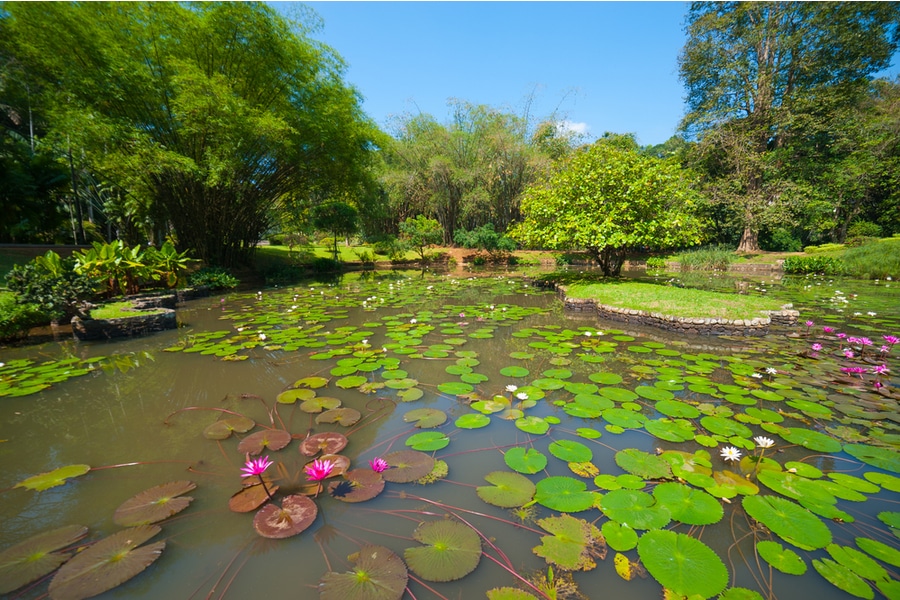Botanical gardens Kandy